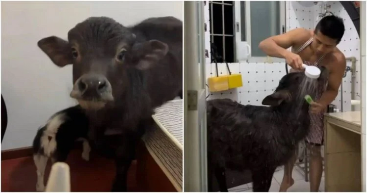 Nuôi trâu trong phòng làm thú cưng, chàng trai liên tục bị đuổi khỏi nhà thuê