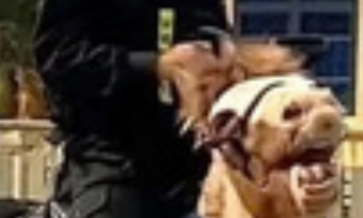 Chú ngựa nổi tiếng mạng xã hội dẫn đầu đoàn kỵ binh tập diễu hành mừng lễ 30/4