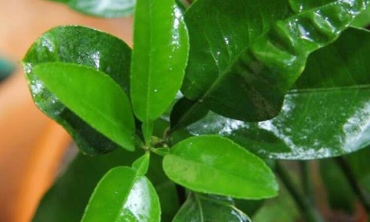 Lá bưởi có tác dụng gì?