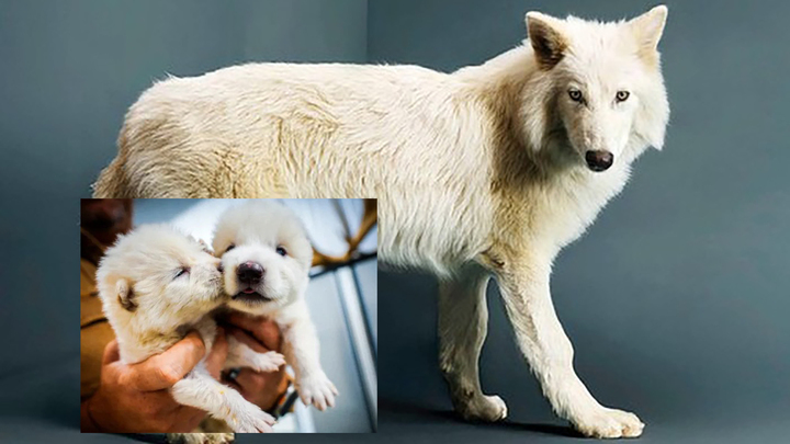 Hồi sinh thành công loài sói trắng tuyệt chủng từ 13.000 năm trước