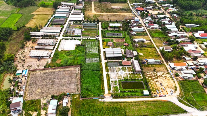 Dự án sản xuất rau an toàn tại Bình Định phớt lờ chỉ đạo của Chủ tịch tỉnh