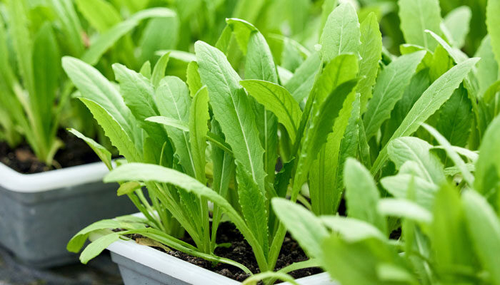 Tháng 4 trồng rau gì vừa dễ chăm vừa nhanh thu hoạch?