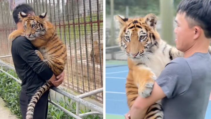 Chú hổ Ngao ở Nghệ An thành 'đại sứ du lịch' nhờ nổi tiếng trên mạng