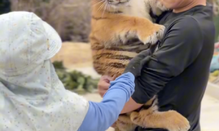 Chú hổ Ngao - 'Đại sứ du lịch' nổi tiếng mạng xã hội