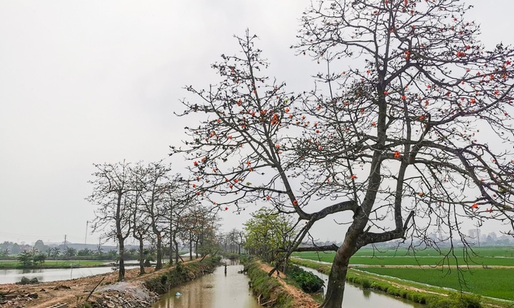 Hàng cây hoa gạo nổi tiếng bị chặt cành sau khi cấm thu phí gây bức xúc mạnh