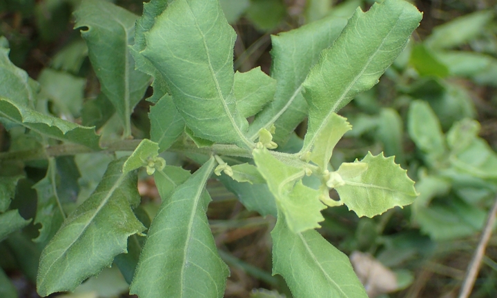 Bài thuốc chữa bệnh hiệu quả từ cây cúc tần 