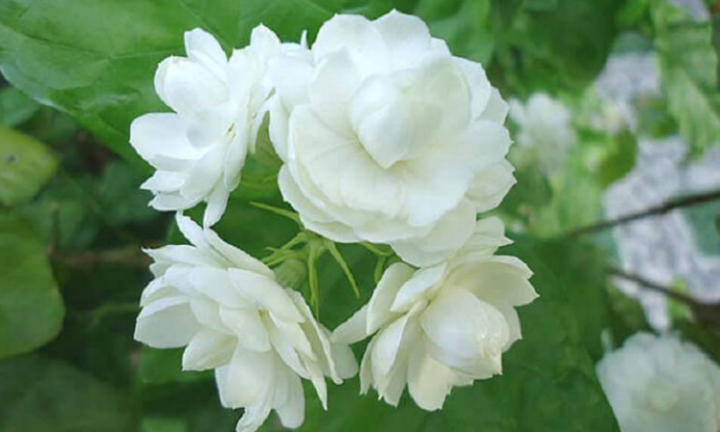 Một số bài thuốc trị bệnh từ hoa nhài