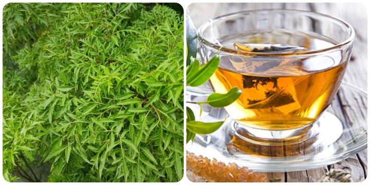 Cây đinh lăng chữa được bệnh gì?