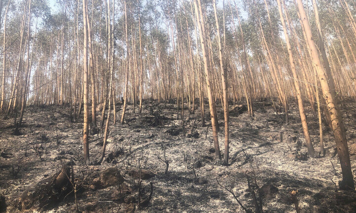 Hiện trường tan hoang sau vụ cháy 30ha rừng ở Tam Đảo, Vĩnh Phúc