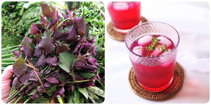 Uống nước lá tía tô hàng ngày có tốt?