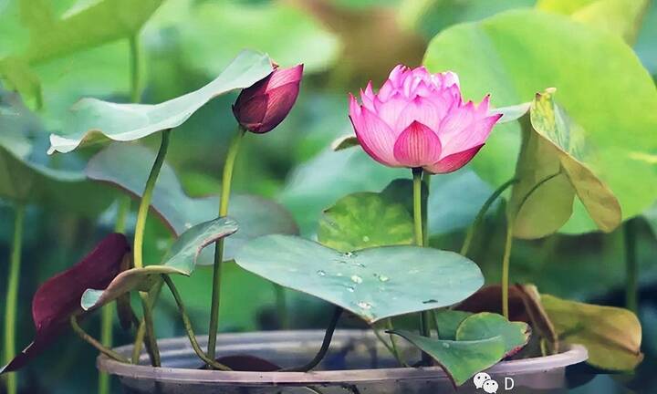 Cách trồng sen từ hạt hoặc củ, mùa hè hoa bung nở rực rỡ