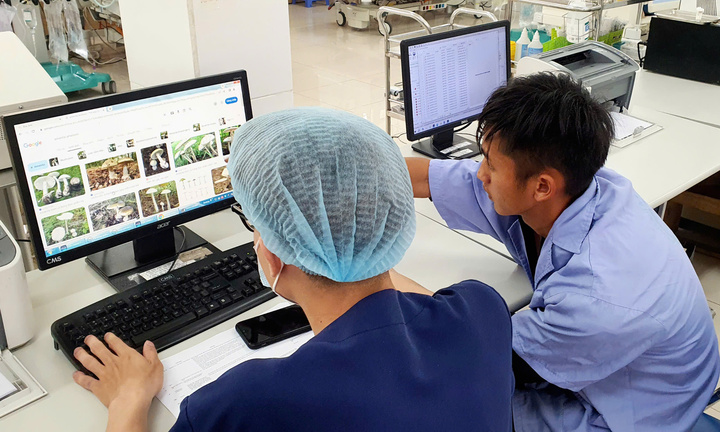 Hôn mê sau bữa cơm có nấm rừng