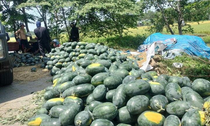 Dưa hấu mất mùa, rớt giá, nông dân Quảng Nam 'đứng ngồi không yên'