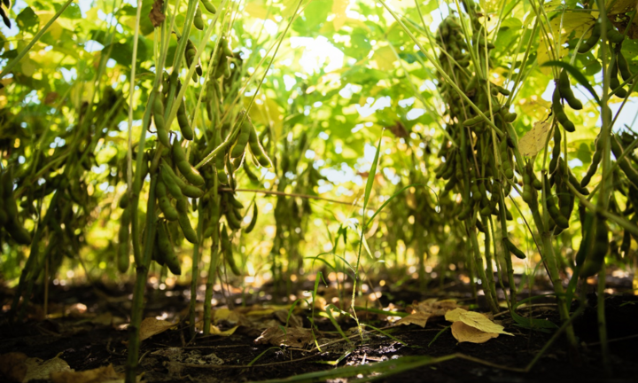 Giải pháp kép cho nông nghiệp bền vững và dinh dưỡng lành mạnh