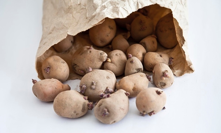 Khoai tây mọc mầm có nên ăn?