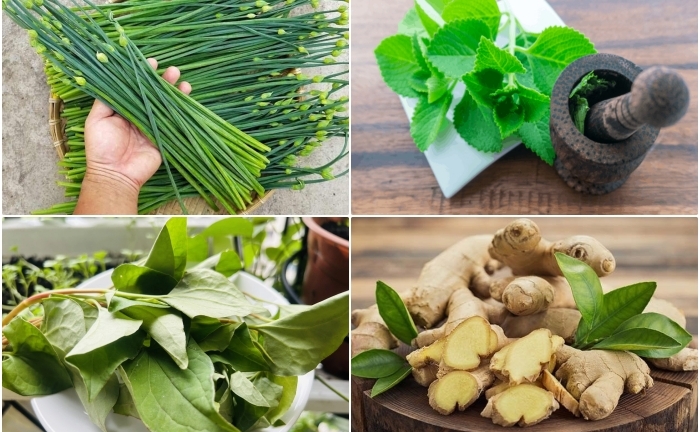 Bài thuốc chữa viêm họng từ cây cỏ quanh nhà