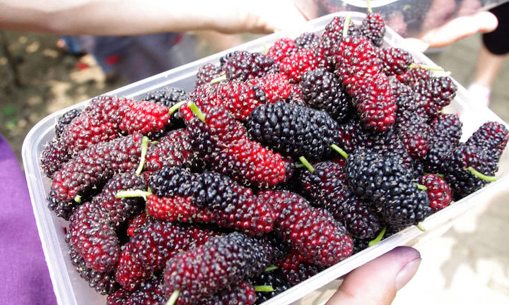 4 không khi mua dâu tằm để tránh chọn nhầm quả chua, hỏng, khô nước