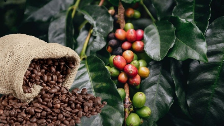 Giá cà phê hôm nay 27/4: Quay đầu giảm mạnh