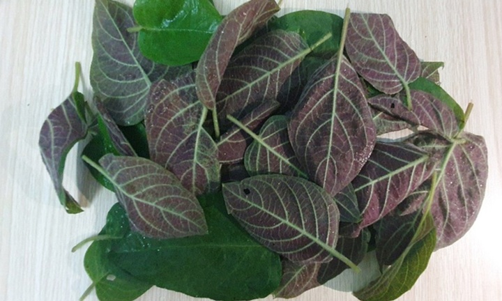 Lá mơ chữa bệnh gì?