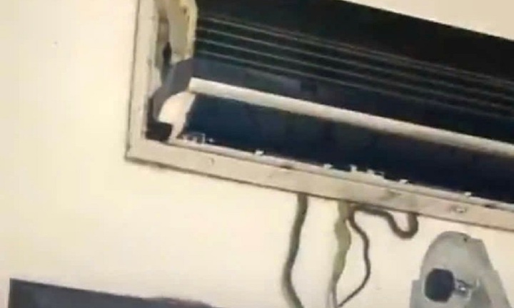 Mở nắp điều hòa, cả gia đình ở Quảng Nam kinh hãi khi thấy 7 con rắn