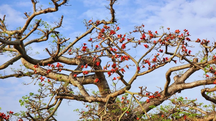 Check-in cây hoa gạo trăm tuổi ở nơi phát tích bài thơ thần 'Nam quốc sơn hà'