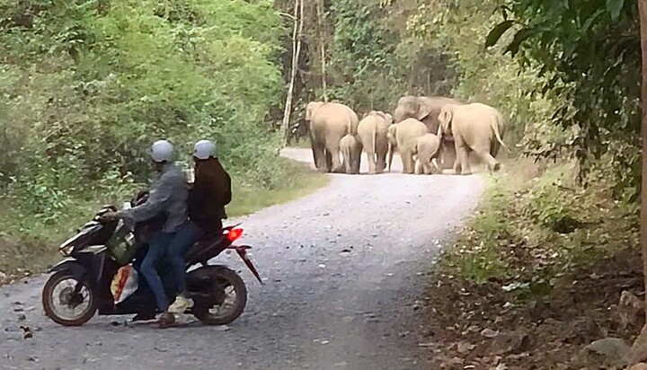 Clip chạm mặt 7 con voi rừng xuất hiện gần khu dân cư