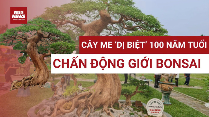 Cây me 100 tuổi độc nhất vô nhị gây sốt tại Festival cây cảnh VNUA 2025