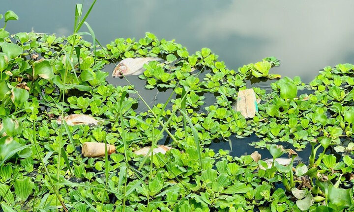 Nước đổi màu đục ngầu, cá chết bất thường trên sông Bàu Giang