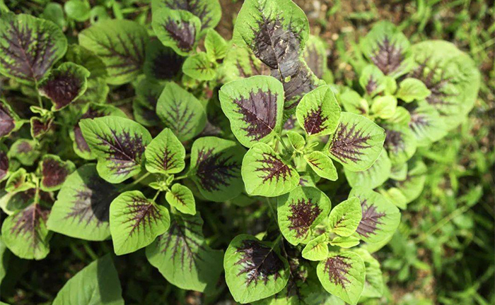 Tháng 5 nên trồng những loại rau gì để sớm thu hoạch?