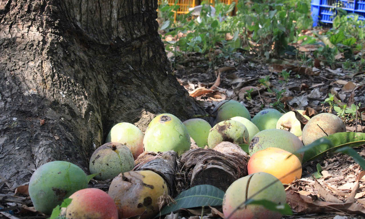 Giá xoài Úc giảm còn 1.000 - 5.000 đồng/kg, nông dân Khánh Hoà để rụng đầy vườn