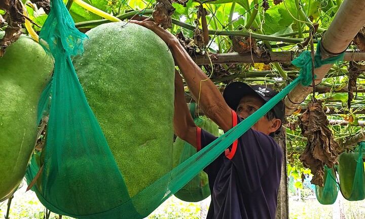 Độc lạ Bình Định: Làng trồng bí đao khổng lồ, quả nặng hơn 60kg