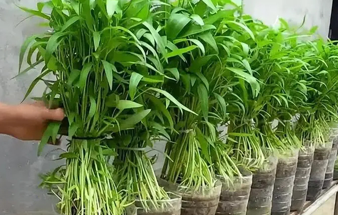 Những loại rau trồng một lần ăn quanh năm