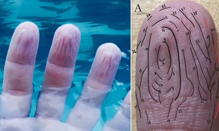 Vì sao ngón tay nhăn nheo khi ngâm nước?