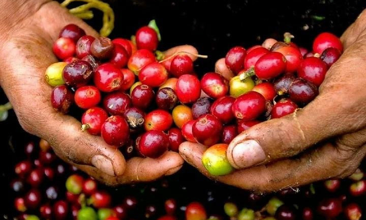 Giá cà phê hôm nay 18/5: Giá cà phê trong nước, thế giới đồng loạt giảm