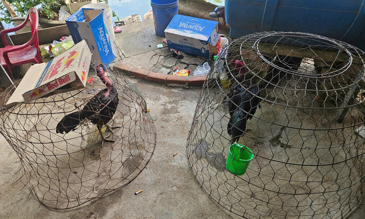 Triệt phá sới gà núp bóng trại nuôi gà ở Đà Nẵng