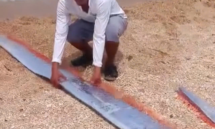 Cá mái chèo quý hiếm dài gần 2m dạt vào bãi biển Ninh Thuận