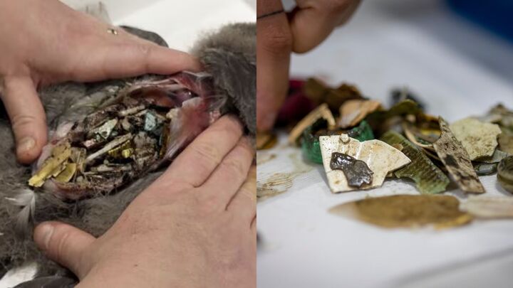 Phát hiện kinh hãi: 778 mảnh nhựa trong dạ dày chú chim trên đảo hoang sơ nhất