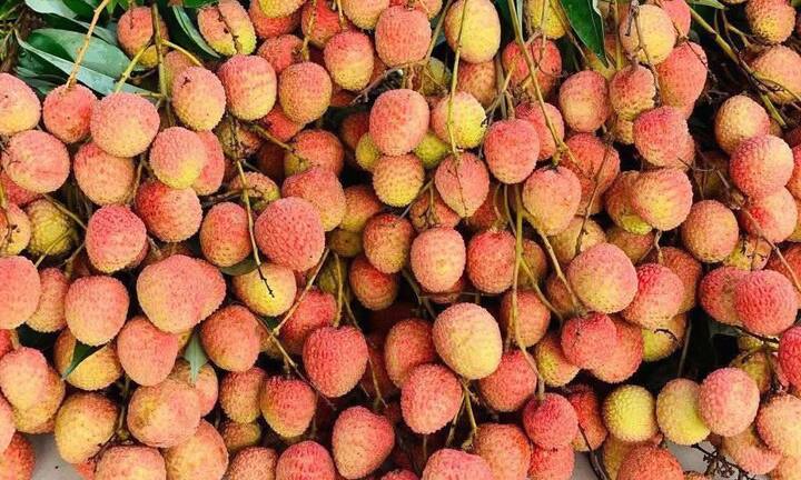 Chợ mạng rao bán vải u hồng chín sớm, giá rẻ bất ngờ