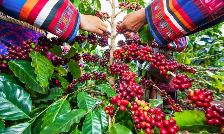 Giá cà phê hôm nay 27/5: Trong nước ổn định, thế giới giảm