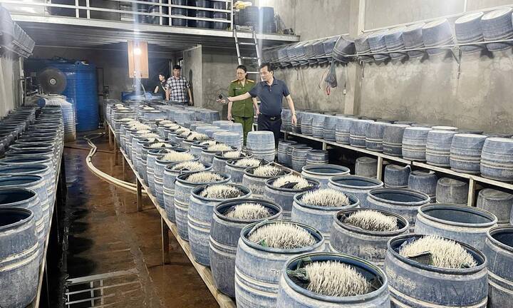 Triệt phá 2 cơ sở sản xuất, bán gần 350 tấn giá đỗ ngâm hóa chất ra thị trường