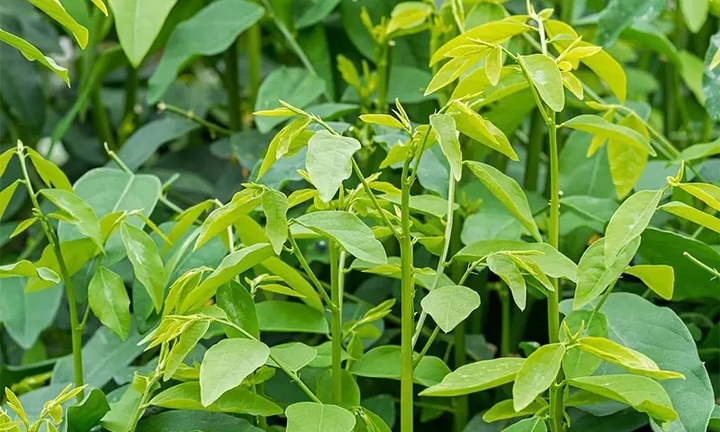 Bài thuốc từ rau ngót