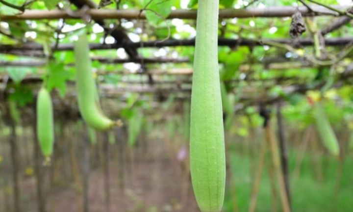 Những người tuyệt đối không nên ăn mướp