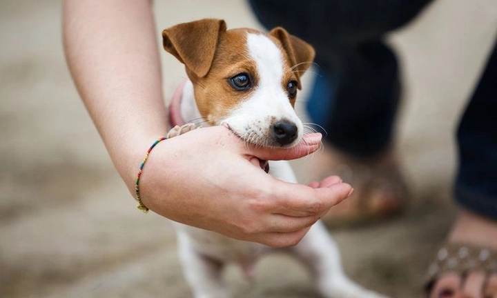 Mắc bệnh dại sau 5 tháng bị chó nhà cắn