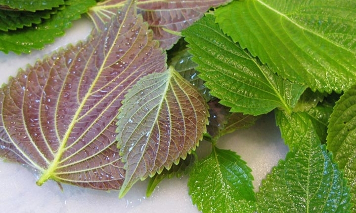 Bài thuốc làm đẹp da từ lá tía tô