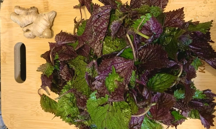 Bài thuốc từ lá tía tô kết hợp gừng tươi