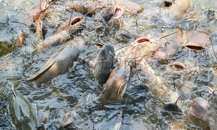 Phóng sinh hơn 12 tấn cá dữ gây thảm họa, người phụ nữ phải hầu tòa