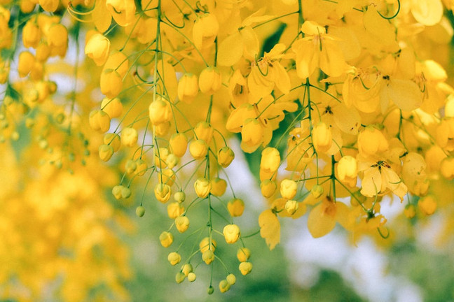 Hoa muồng hoàng yến khoe sắc vàng rực rỡ ven Hồ Tây