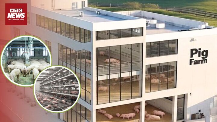 Heo được nuôi trong ‘chung cư mini’ sắp có ở Việt Nam?