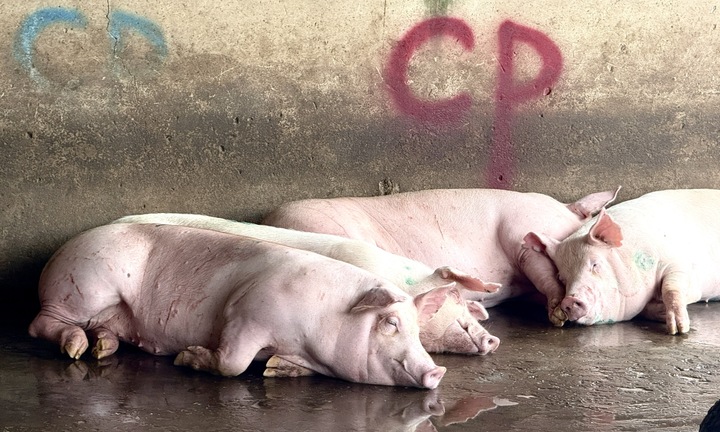 Lò mổ heo gia công cho C.P ở Hậu Giang không đăng ký kiểm dịch xuất đi Sóc Trăng