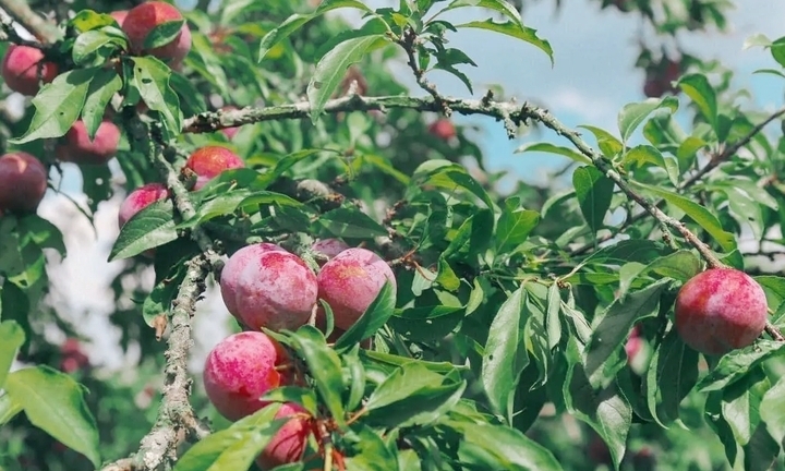 Quả mận trị bệnh gì?